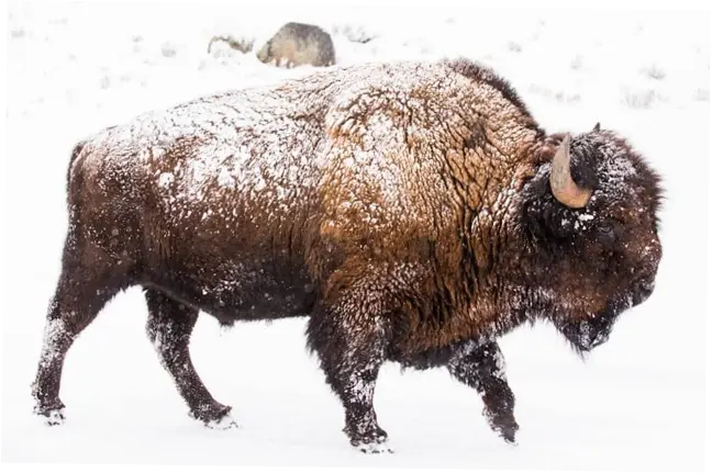Bison: Satwa Langka yang Terancam Punah